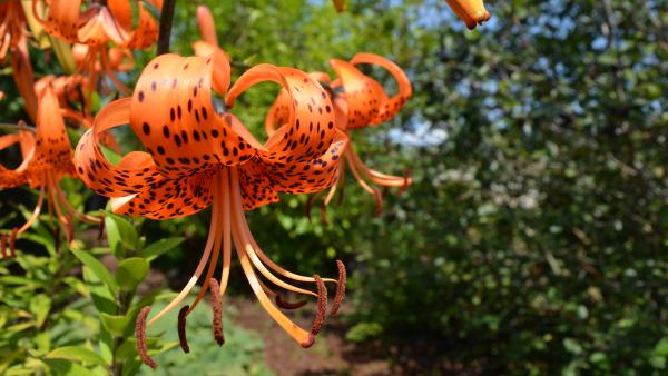 Kalamalka Garden Lily